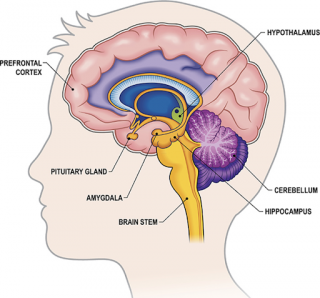 Brain