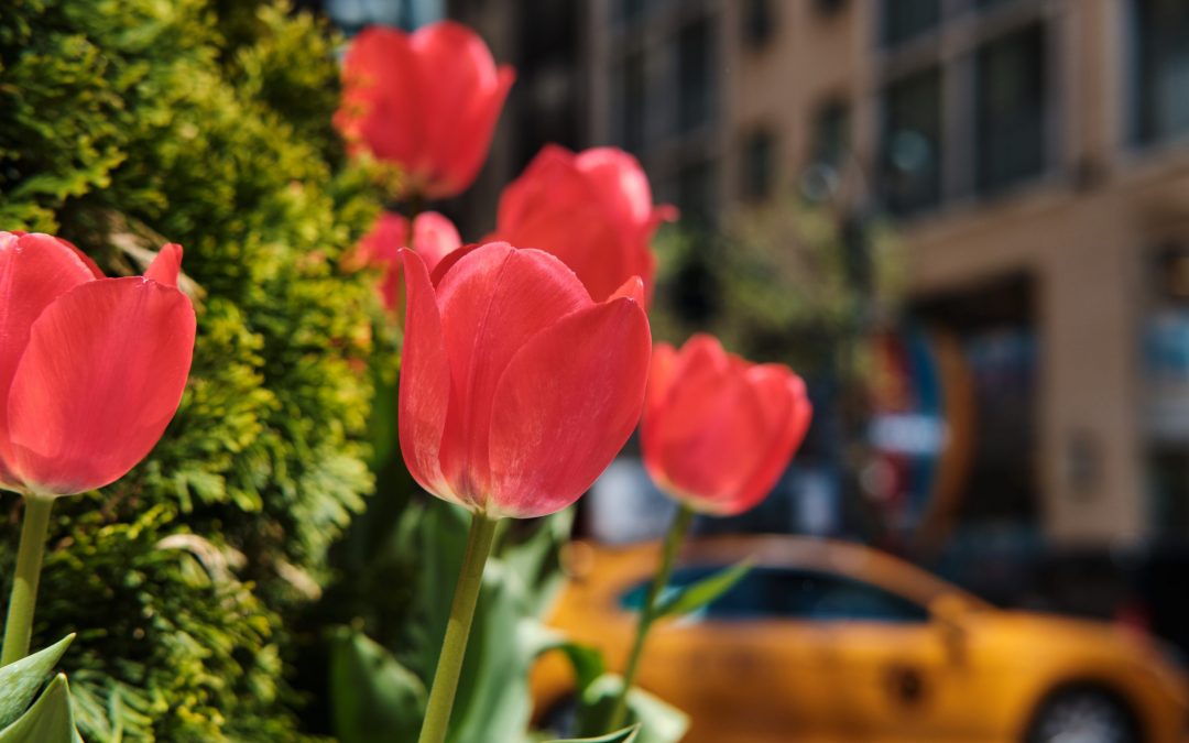 Spring Allergies in Bloom