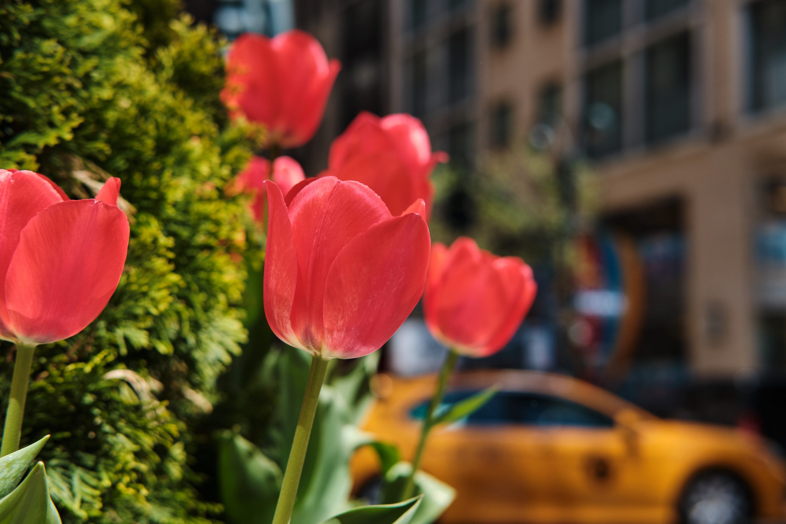 Red tulips in New York City in spring.